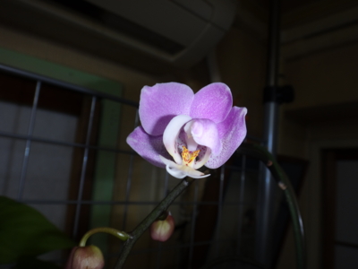 f:id:hatekota810:20130525193203j:image