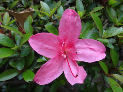 f:id:hatekota810:20130526142457j:image