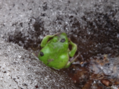 f:id:hatekota810:20130612194015j:image