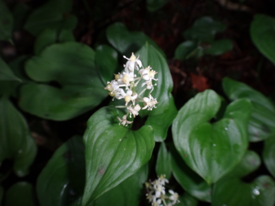 f:id:hatekota810:20130708185113j:image