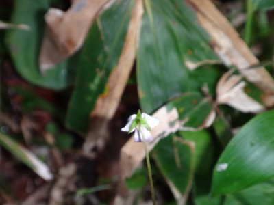 f:id:hatekota810:20130708185857j:image