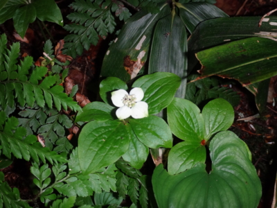 f:id:hatekota810:20130708190109j:image