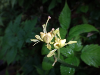 f:id:hatekota810:20130708190208j:image