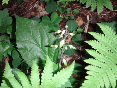 f:id:hatekota810:20130708190544j:image