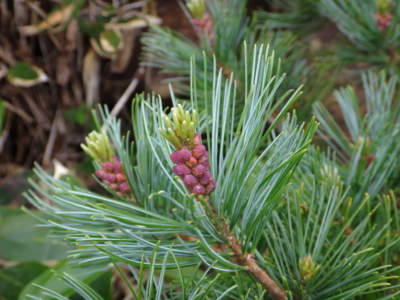 f:id:hatekota810:20130711190902j:image