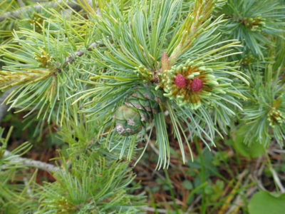 f:id:hatekota810:20130711191118j:image