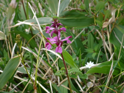 f:id:hatekota810:20130711191254j:image