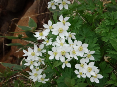 f:id:hatekota810:20130711191332j:image