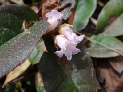 f:id:hatekota810:20130711191728j:image