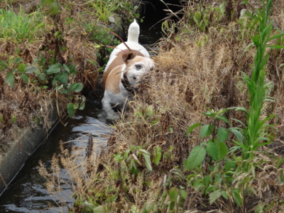 f:id:hatekota810:20130716194839j:image