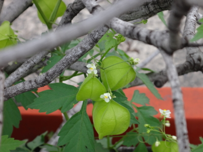 f:id:hatekota810:20130722192845j:image f:id:hatekota810:20130722192845j:image
