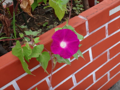 f:id:hatekota810:20130729192759j:image