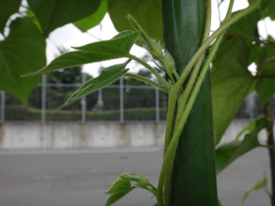 f:id:hatekota810:20130729194442j:image