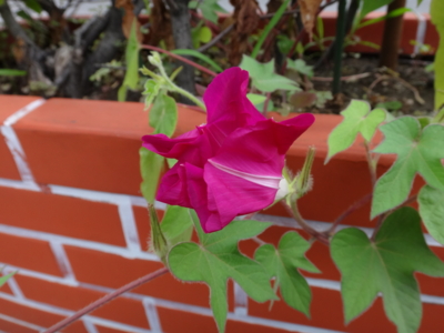 f:id:hatekota810:20130729194807j:image