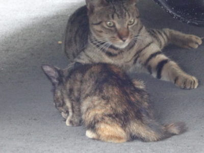 f:id:hatekota810:20130731185042j:image