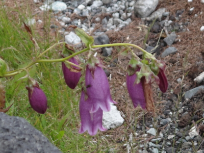 f:id:hatekota810:20130806184946j:image