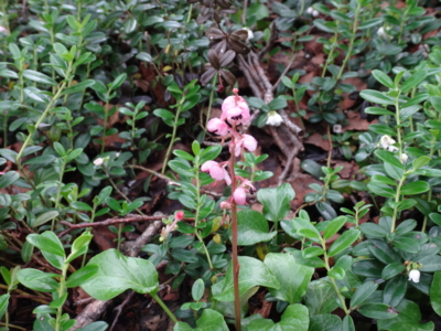 f:id:hatekota810:20130806185242j:image