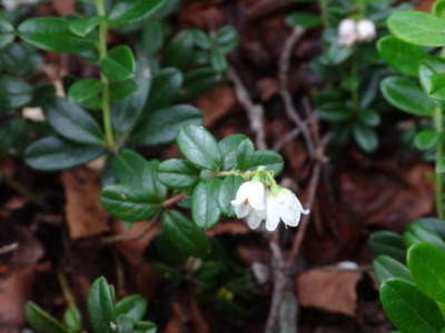 f:id:hatekota810:20130806185319j:image