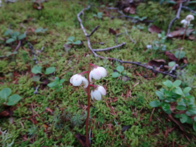 f:id:hatekota810:20130806185504j:image