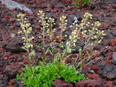 f:id:hatekota810:20130806190210j:image