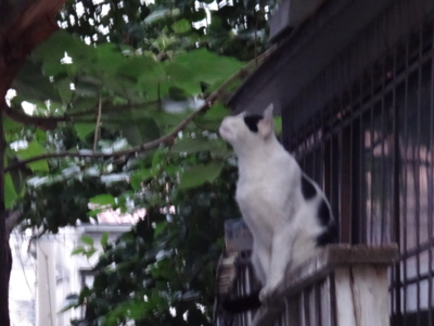 f:id:hatekota810:20130812193153j:image