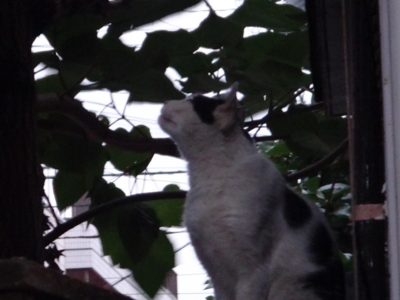 f:id:hatekota810:20130812193248j:image