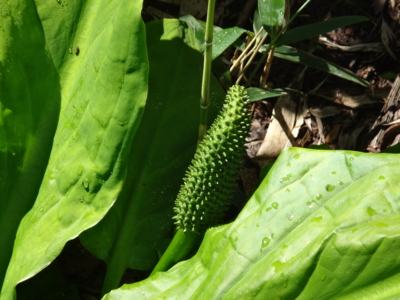 f:id:hatekota810:20130824180904j:image