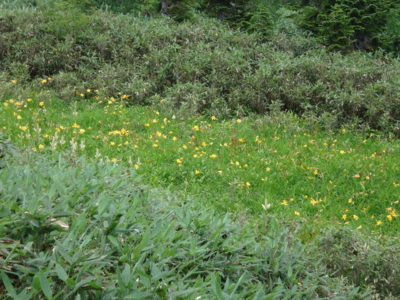 f:id:hatekota810:20130824183219j:image