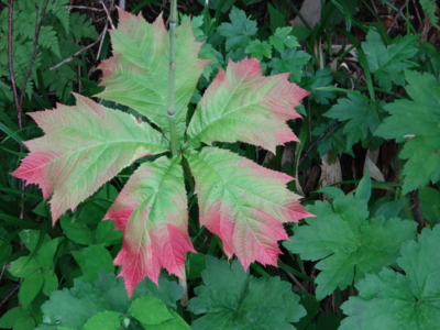 f:id:hatekota810:20130824184403j:image