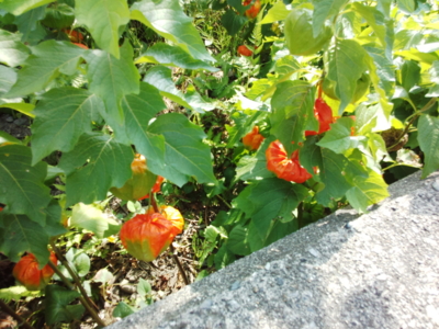 f:id:hatekota810:20130826185910j:image