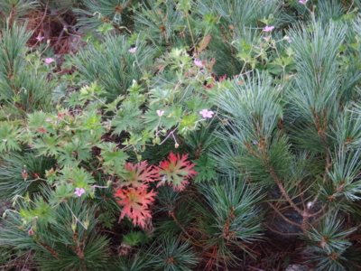 f:id:hatekota810:20130904192447j:image