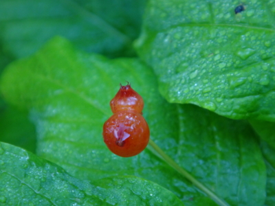 f:id:hatekota810:20130904192859j:image