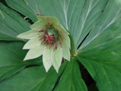 f:id:hatekota810:20130904193320j:image