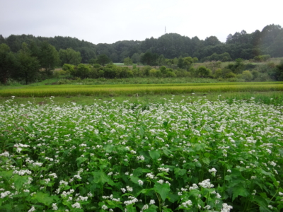 f:id:hatekota810:20130910194139j:image