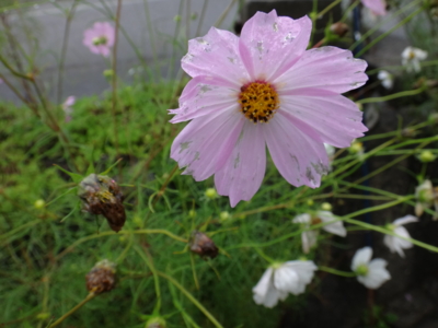 f:id:hatekota810:20130918192025j:image