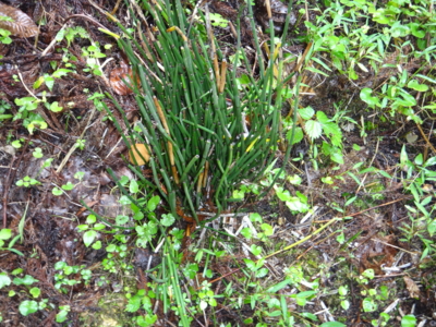 f:id:hatekota810:20130919194838j:image