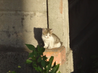 f:id:hatekota810:20130928191529j:image