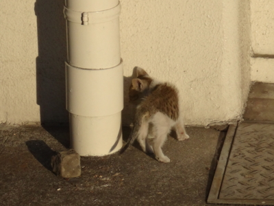 f:id:hatekota810:20130928192143j:image