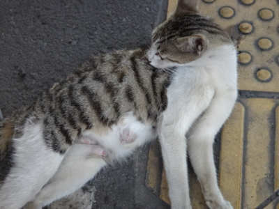 f:id:hatekota810:20130928192800j:image