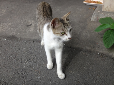 f:id:hatekota810:20130928192914j:image