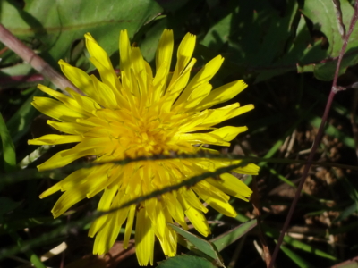 f:id:hatekota810:20130930191252j:image