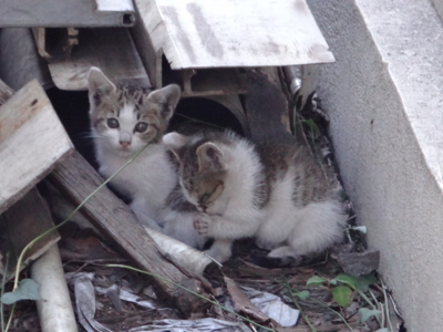 f:id:hatekota810:20130930192113j:image