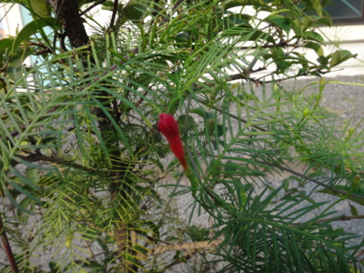 f:id:hatekota810:20131002190048j:image