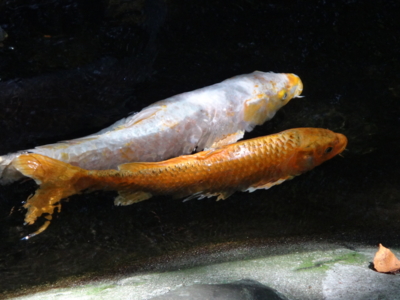 f:id:hatekota810:20131003183729j:image