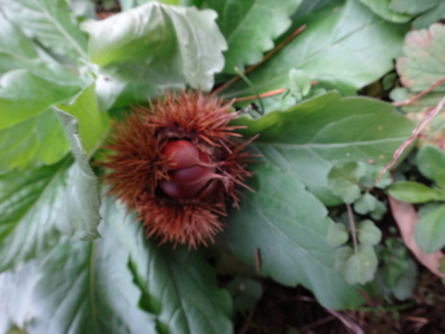 f:id:hatekota810:20131025193254j:image