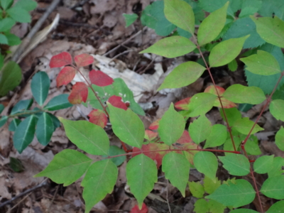 f:id:hatekota810:20131025193443j:image