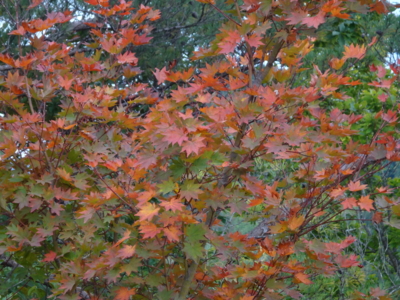 f:id:hatekota810:20131025193539j:image