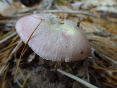 f:id:hatekota810:20131025193930j:image