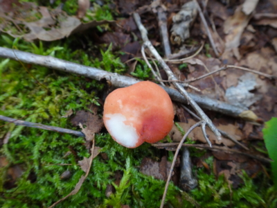 f:id:hatekota810:20131025194233j:image