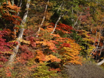 f:id:hatekota810:20131106194604j:image